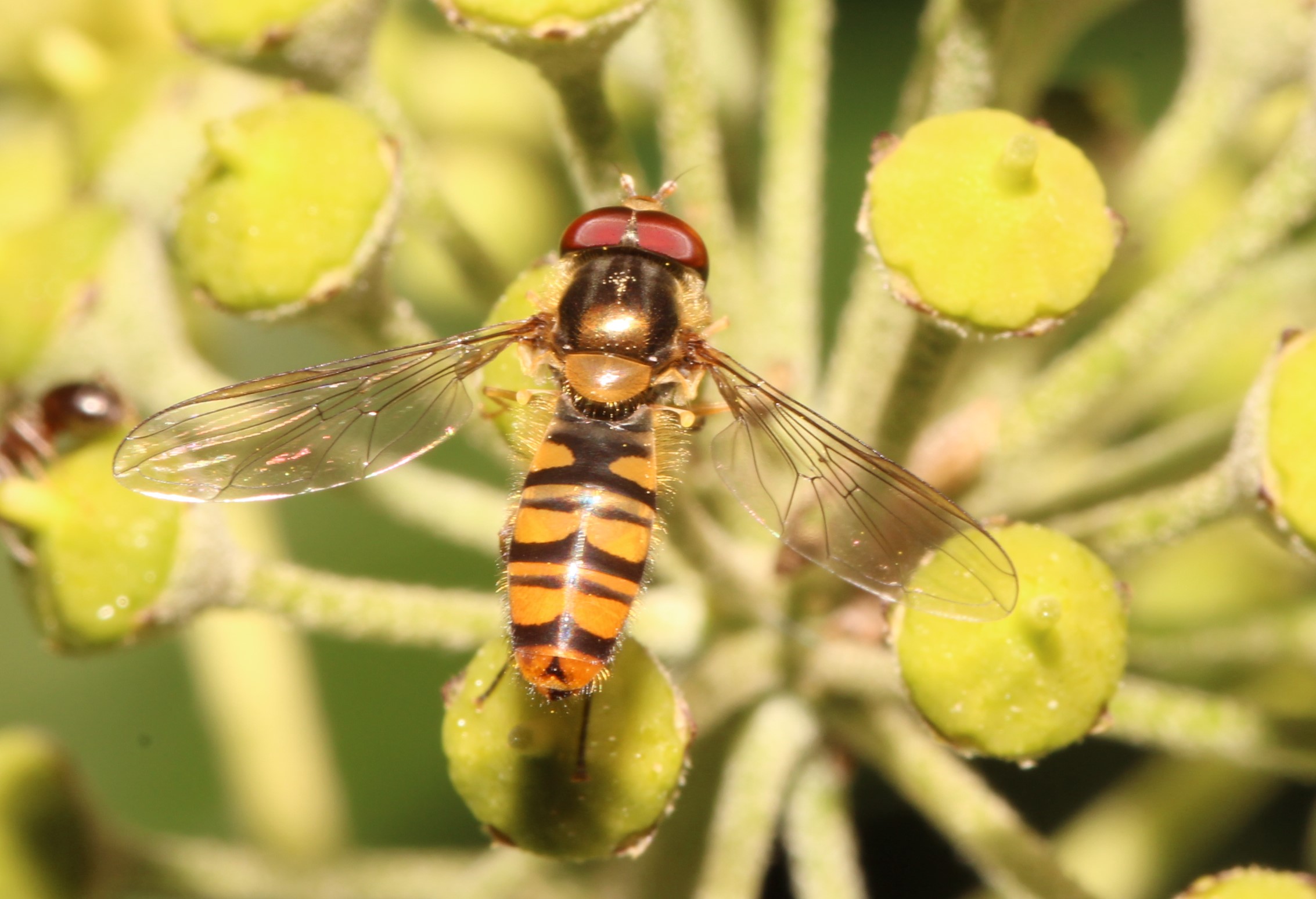 Episyrphus balteatus, Hain-Schwebfliege